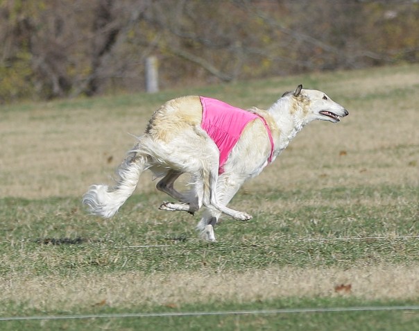 Greyhound Crossroads - Lure Coursing